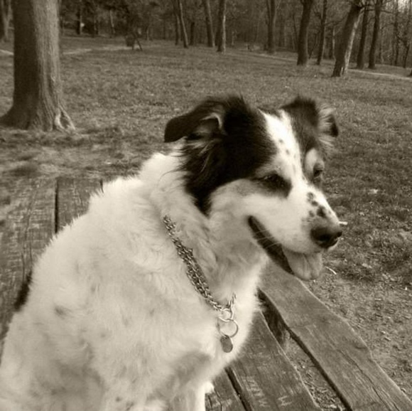 Vesna - Picture 5 of 5